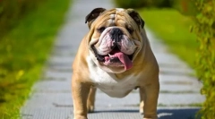 Engleski buldog